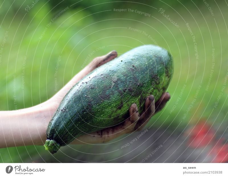 Dicke Zucchini Lebensmittel Gemüse Kürbisgewächse Ernährung Bioprodukte Vegetarische Ernährung Gesunde Ernährung Hand Finger Umwelt Natur Sommer Pflanze