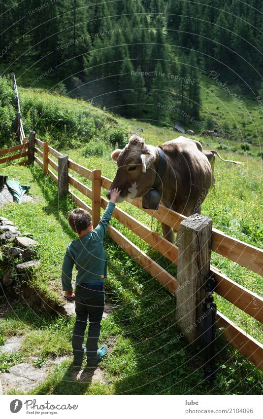 Berührend Landwirtschaft Forstwirtschaft Junge Kindheit 1 Mensch 3-8 Jahre Umwelt Natur Landschaft Sommer Berge u. Gebirge Tier Kuh berühren Malfonalm