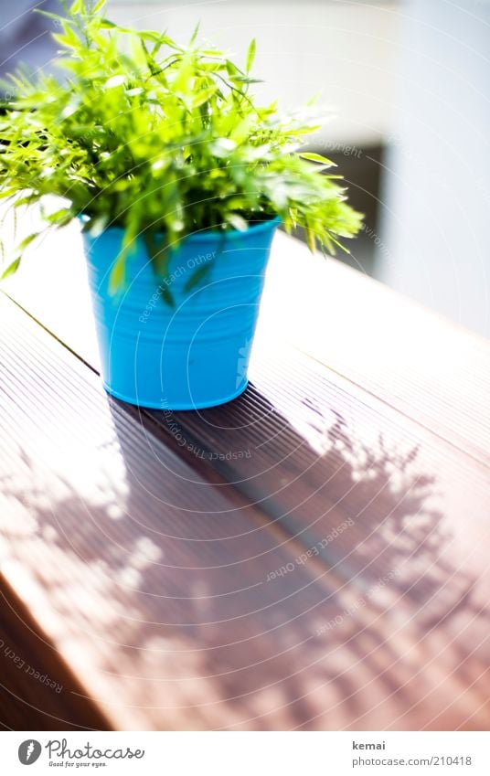 Tisch-Strauch Pflanze Sonne Sonnenlicht Sommer Schönes Wetter Sträucher Blatt Grünpflanze Topfpflanze Blumentopf Blühend leuchten blau grün Tischdekoration