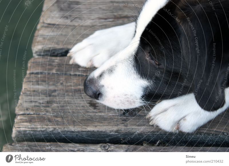 Aquaphobie Erholung Sommer Wasser Hund Tiergesicht Krallen 1 beobachten liegen niedlich schwarz weiß Tierliebe Neugier Erwartung Natur Pause Steg Farbfoto
