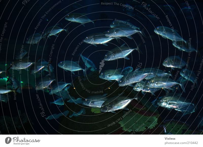 Aquarium Fisch Tiergruppe Schwarm groß Weltgrößtes Aquarium Farbfoto Innenaufnahme Fischschwarm