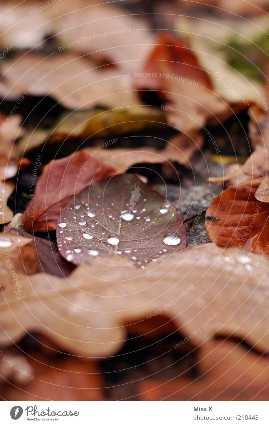 Laub Natur Wassertropfen Herbst Blatt nass trist braun Verfall Vergänglichkeit Herbstlaub herbstlich Tau Farbfoto Außenaufnahme Nahaufnahme Menschenleer