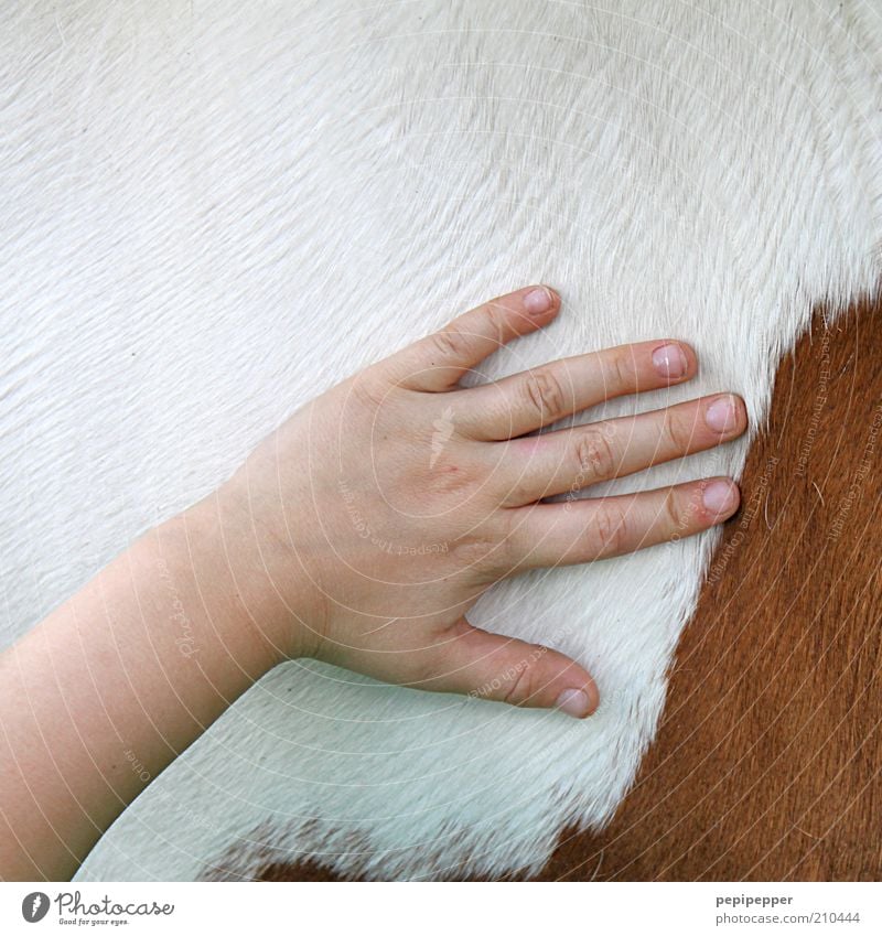 pferdepflege Reiten Kind Mädchen Hand Tier Pferd berühren Sauberkeit Farbfoto Außenaufnahme Nahaufnahme Detailaufnahme Tag Fellpflege Tierliebe Kinderhand