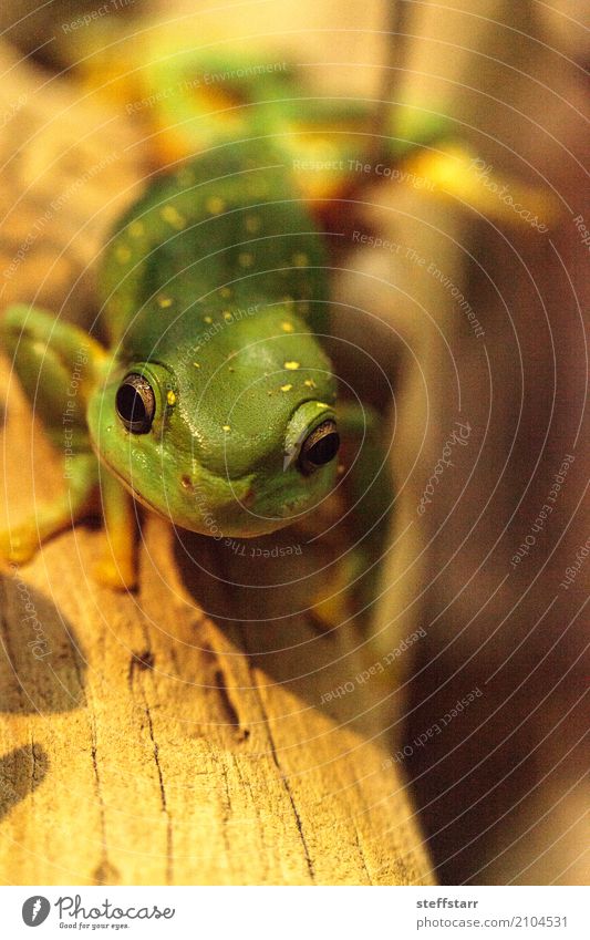 Großartiger Baumfrosch Litoria splendida Tier Frosch 1 wild gelb grün Wunderschöner Baumfrosch Laubfrosch grüner Frosch Amphibie Herp Herpetologie Reptil