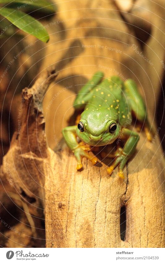 Großartiger Baumfrosch Litoria splendida Tier Frosch 1 wild gold grün Wunderschöner Baumfrosch Laubfrosch grüner Frosch Amphibie Herp Herpetologie Reptil