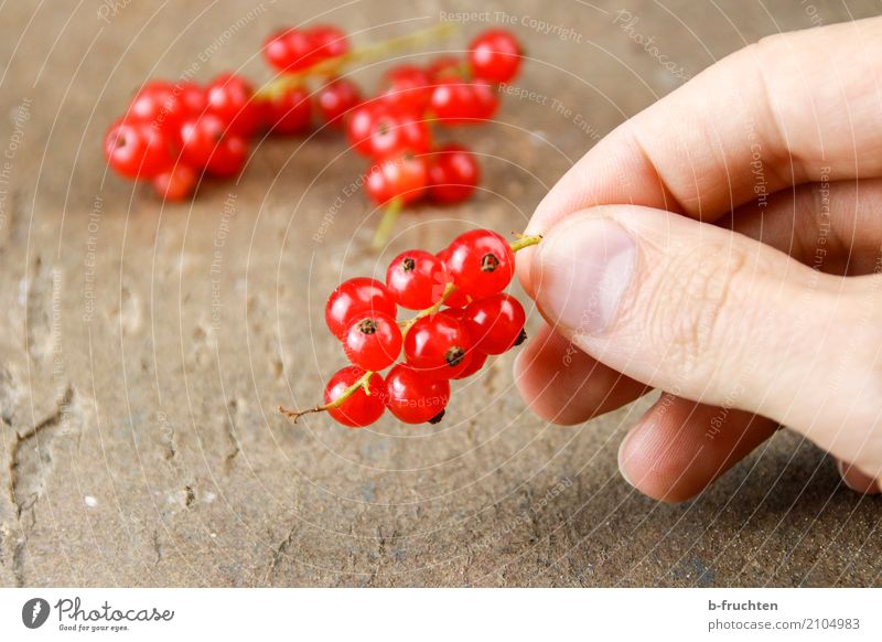 Rote Ribisel Frucht Bioprodukte Vegetarische Ernährung Diät Mann Erwachsene Finger 30-45 Jahre festhalten frisch Gesundheit rot genießen Johannisbeeren Ernte