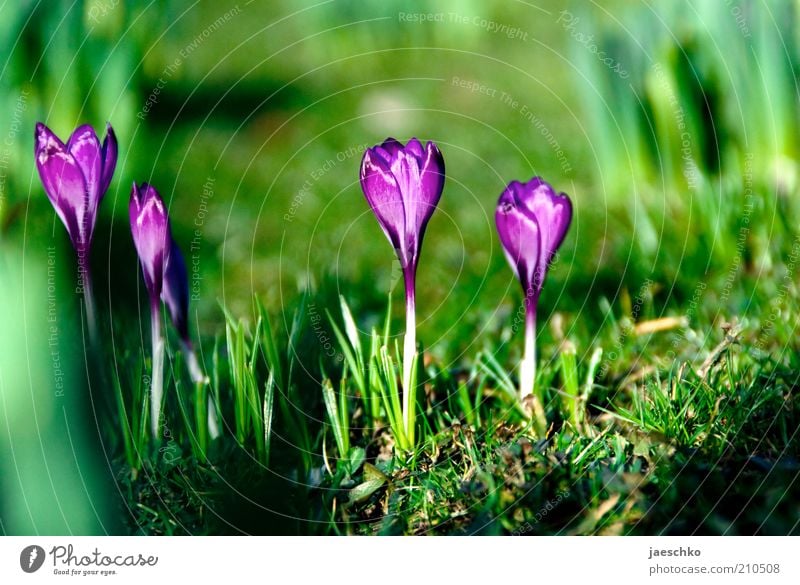 Frühling satt Umwelt Natur Pflanze Erde Schönes Wetter Blume Gras Garten Park Wiese Wachstum ästhetisch frisch natürlich grün violett Frühlingsgefühle Krokusse
