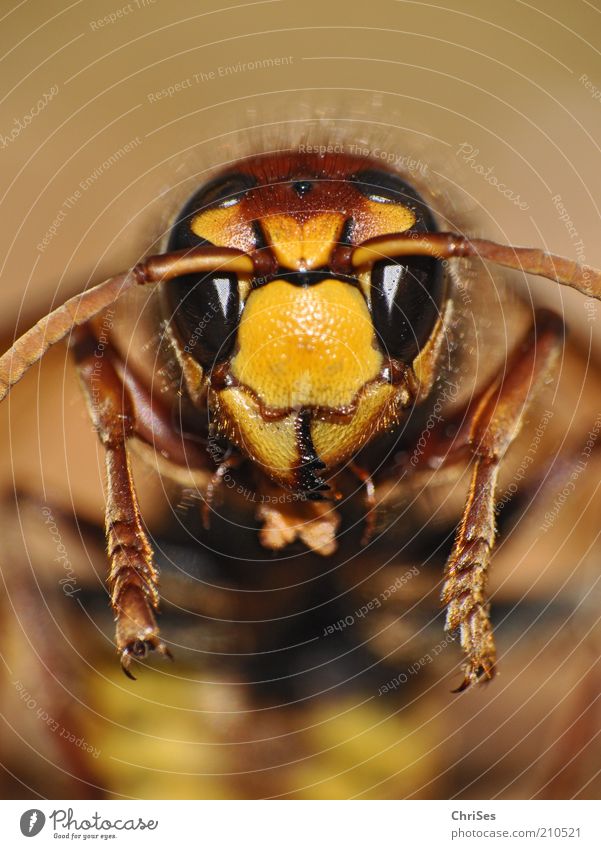 Gestatten: Horn, Horn Isse( Vespa crabro ) Natur Tier Sommer kurzhaarig Wildtier Biene Tiergesicht Insekt 1 Blick glänzend schön stachelig braun gelb gold