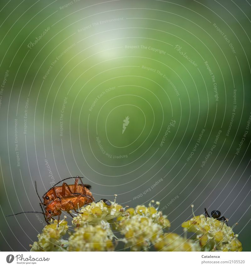 Vom Lieben und Lassen | die Ameise lässt es lieber Natur Pflanze Tier Sommer Schönes Wetter Blume Blüte Wiesenkümmel Käfer Feuerkäfer 3 Blühend genießen