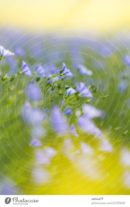 Blütenmeer Alternativmedizin Gesunde Ernährung harmonisch Sinnesorgane Erholung ruhig Natur Pflanze Himmel Sommer Schönes Wetter Blume Nutzpflanze Lein