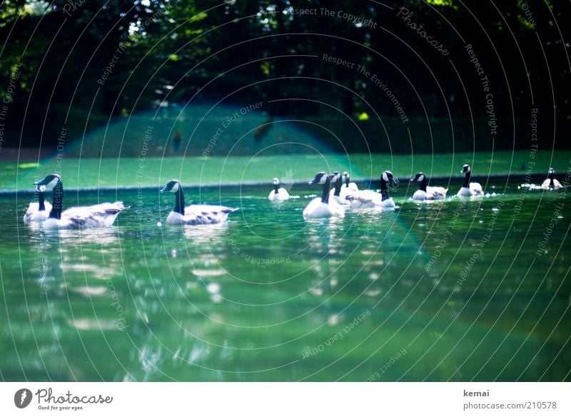 Gänseherde Umwelt Natur Tier Wasser Sonnenlicht Sommer Klima Schönes Wetter Wärme Park Teich Wildtier Vogel Ente Wildente Gans Kanadagans Tiergruppe Schwarm