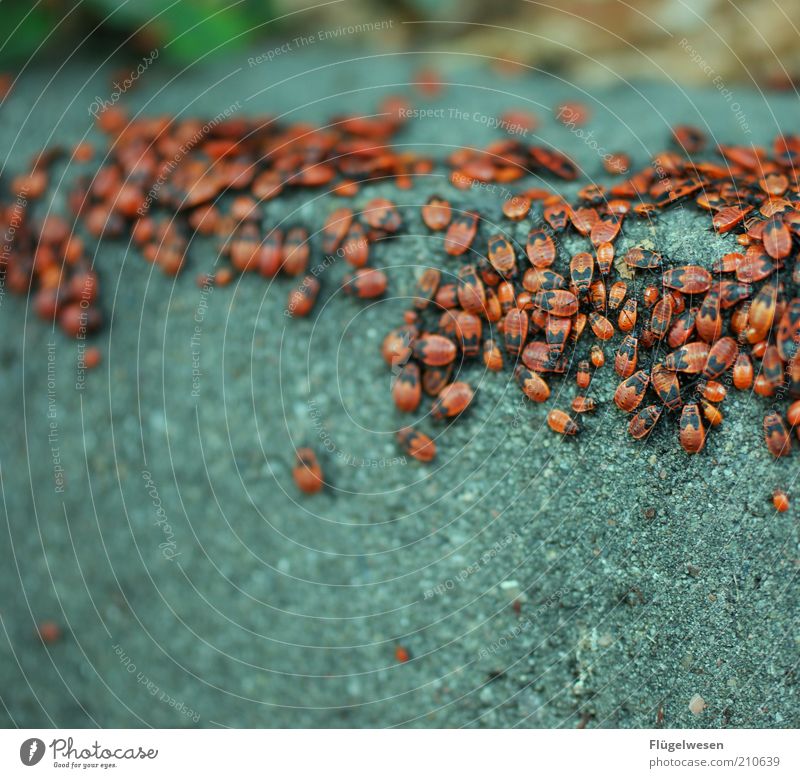 Das große Krabbeln Umwelt Natur Tier Käfer krabbeln Ekel Lebensfreude Euphorie Marienkäfer Asphalt Teer Haufen Außenaufnahme rot Tiergruppe Bordsteinkante