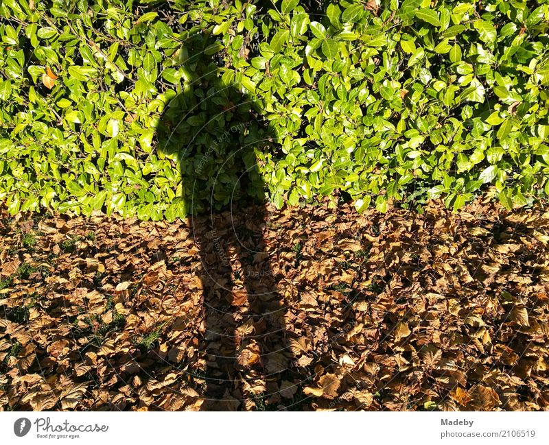 Schatten eines fotografierenden Mannes im Herbst Leben Erholung ruhig Meditation Freiheit wandern Garten Erntedankfest Mensch maskulin Erwachsene Körper