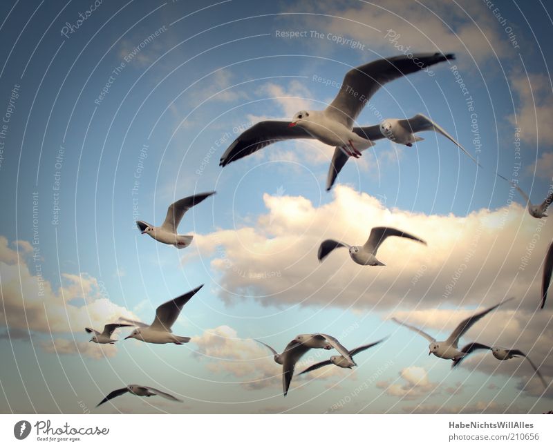 Möwenpick-Geschwader Freiheit Natur Tier Luft Himmel Wolken Wind Küste Ostsee Meer Wildtier Vogel Flügel Schwarm Leichtigkeit Neugier gleiten Farbfoto