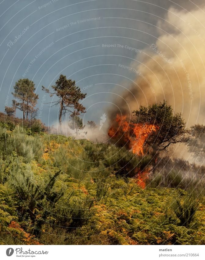Feuerland Natur Landschaft Sommer Baum Gras Sträucher Wald Berge u. Gebirge Rauch Desaster bedrohlich Flamme Wärme Farbfoto Außenaufnahme Menschenleer