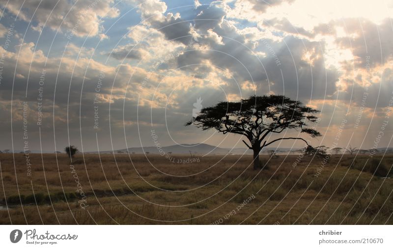 Adieu, Serengeti... Erholung ruhig Umwelt Natur Landschaft Pflanze Wolken Horizont Baum Gras Akazie Park Hügel Steppe Savanne entdecken dunkel Unendlichkeit