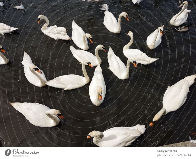 Gruppe der Schwäne elegant schön Menschengruppe Natur Landschaft Tier Teich See Vogel Schwan füttern wild weiß aquatisch Hintergrund Schnabel Beautyfotografie