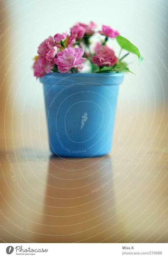 Rosen II Häusliches Leben Dekoration & Verzierung Pflanze Sommer Blume Blüte Topfpflanze Blühend Duft verblüht dehydrieren Muttertag rosa Blumenstrauß Vase