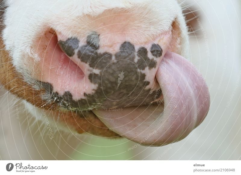 Nasebohren Kuh Rind Bulle Milchrind authentisch Ekel lecker Coolness Reinlichkeit Sauberkeit anstrengen Gesundheit skurril Zunge Rinderzunge Flotzmaul Maul