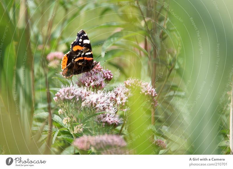 Butterfliege in the Wiese Umwelt Natur Pflanze Sommer Schönes Wetter Blume Gras Sträucher Wildpflanze Tier Insekt Schmetterling 1 schön einzigartig mehrfarbig