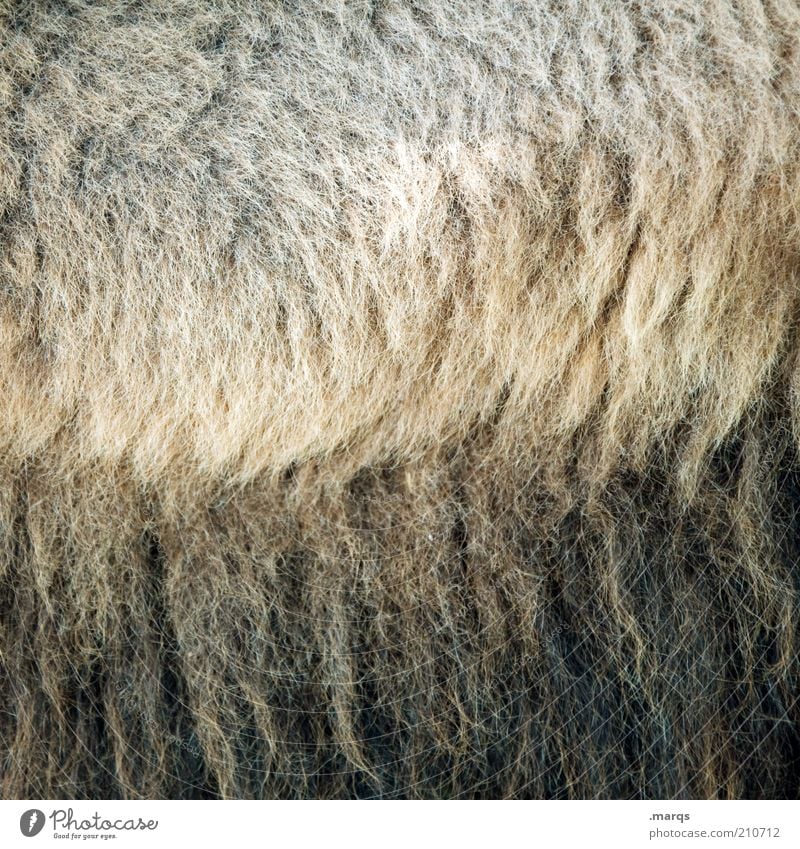 Styling Kamel Fell exotisch kuschlig weich braun schwarz Geborgenheit schön Farbfoto Detailaufnahme Strukturen & Formen Wolle üppig (Wuchs) Tag