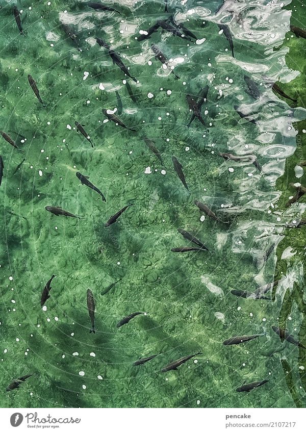 wie ein fisch im wasser Urelemente Wasser Tier Fisch Schwarm Fröhlichkeit frisch Gesundheit kalt nass natürlich grün ästhetisch Zufriedenheit Erholung Leben