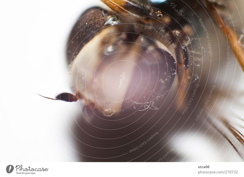 hochschauen Tier authentisch Insekt Facettenauge Auge Fühler Schatten Farbfoto Nahaufnahme Detailaufnahme Makroaufnahme Hintergrund neutral Tierporträt Blick