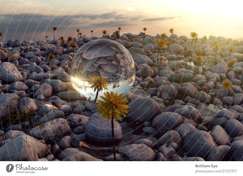 Natur widerspiegeln Sommer Sommerurlaub Sonne Umwelt Landschaft Pflanze Kugel Glas Glaskugel Stein liegen einfach nah nachhaltig rund Stimmung Schutz