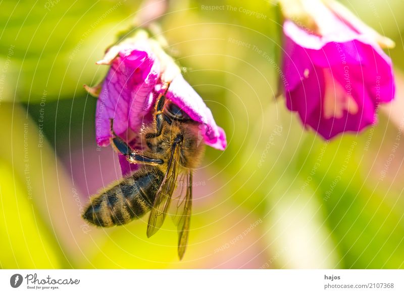 Biene auf Blüte schön Natur Pflanze Tier leuchten rot Romantik Apis mellifera Insekt Strahlen sonnig Blütenblatt Pollen sammeln wild Deustchland Farbfoto