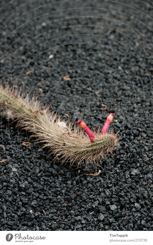 Der gemeine Stachelwurm (Vermis Cactus) Pflanze Kaktus rosa rot Pflanzenteile Fühler Wurm Schotterweg krabbeln Tier Schlange langsam Außenaufnahme Nahaufnahme