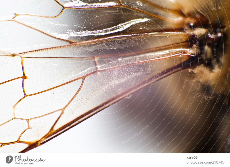 flügel Tier dünn authentisch Insekt Flügel insektenflügel zart fein Farbfoto Nahaufnahme Detailaufnahme Makroaufnahme zerbrechlich Reflexion & Spiegelung