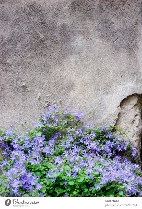 Mauerblümchen Pflanze Grünpflanze Stein Beton alt trist grau violett Hoffnung Kontrast Einsamkeit Farbfoto Außenaufnahme Textfreiraum oben Dämmerung Hinterhof