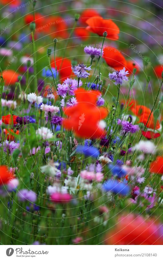 Cornflower meadow with poppies. Glück Gesundheit Gesunde Ernährung Erholung ruhig Meditation Duft Freizeit & Hobby Ausflug Ferne Sommer Umwelt Landschaft