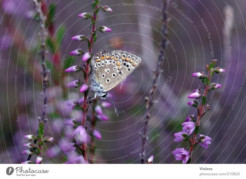 Bläuling in der Heide Pflanze Schmetterling 1 Tier Stimmung Bläulinge Farbfoto Tag Unschärfe Schwache Tiefenschärfe Heidekrautgewächse