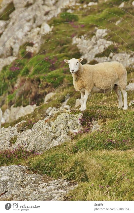 nordische Landschaft in Wales Schaf Hügel Hügelseite Felsen Felswand nordische Wildpflanzen walisisch Großbritannien nordische Romantik karge Landschaft