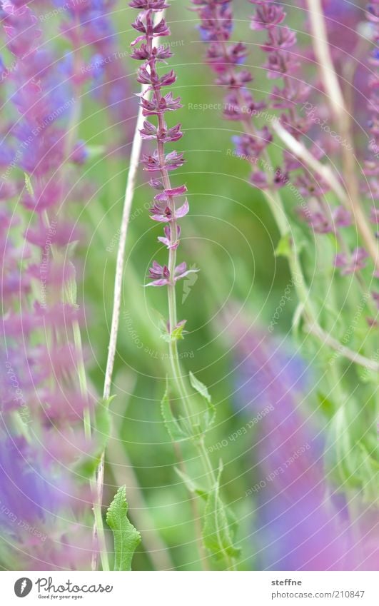 [H 10.1] Irgendwas mit Blümchen Natur Pflanze Blume grün violett zart zartes Grün Lavendel Farbfoto Außenaufnahme Nahaufnahme Tag