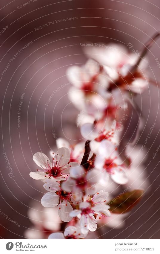 japanische knirschzicke Pflanze Baum Blüte Zierkirsche Blühend Duft Wachstum elegant frisch positiv weich rosa rot schön Leben unschuldig Wandel & Veränderung