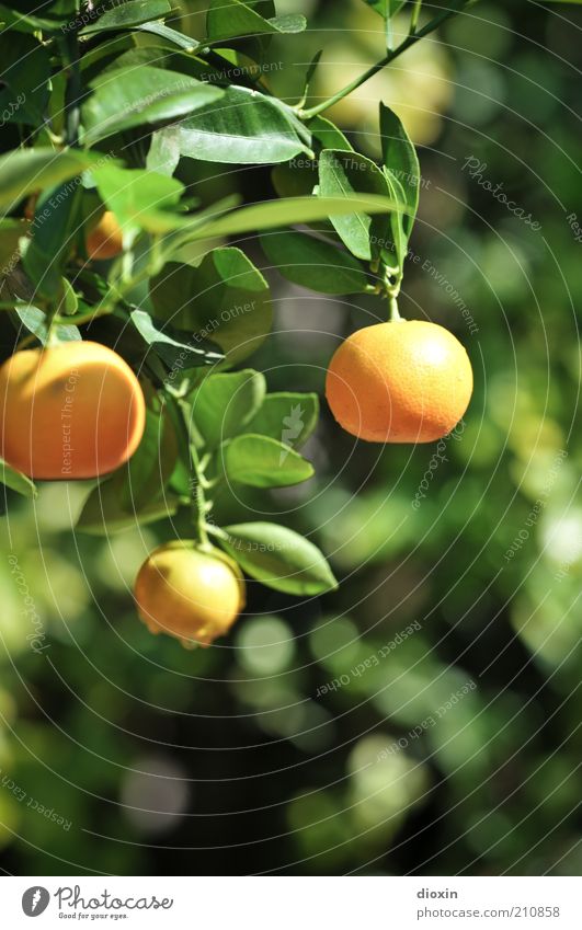 Fresh Fruit for Rotting Vegetables Lebensmittel Frucht Bioprodukte Vegetarische Ernährung Sommer Pflanze Blatt Nutzpflanze exotisch Zitrusfrüchte Mandarine