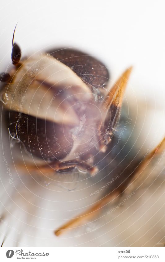 schau mir in die augen Tier Insekt Facettenauge Fühler Beine Kopf Tiergesicht Tierporträt Farbfoto Nahaufnahme Detailaufnahme Makroaufnahme Hintergrund neutral