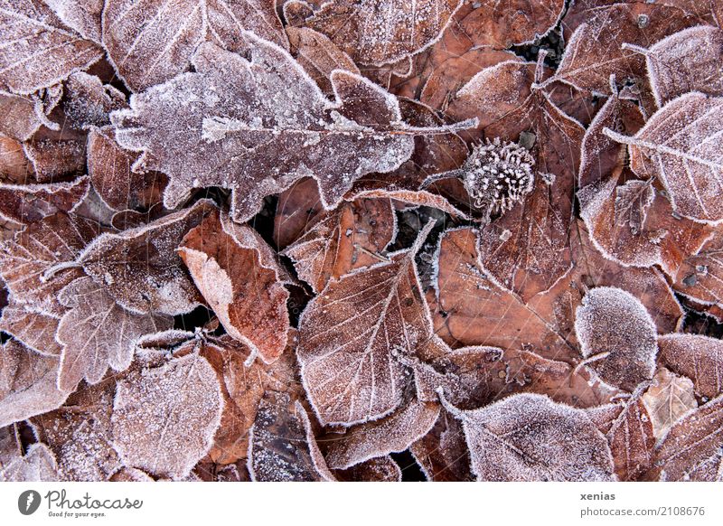 Frostige Blätter Herbst Winter Eis Blatt Garten Park Wald frieren kalt braun rot Jahreszeiten Herbstlaub Haufen Farbfoto Außenaufnahme Nahaufnahme Menschenleer