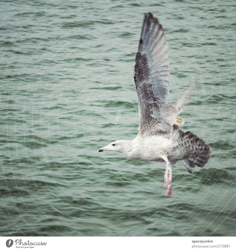 Landung Meer Wasser fliegen Vogel Flügel frei Freiheit nass See Feder ruhig Tier Spannweite Vogelflug Luft