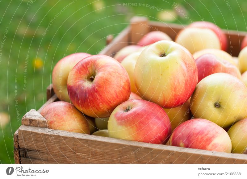 Reife Äpfel Frucht Apfel Ernährung Vegetarische Ernährung Diät Sommer Menschengruppe Natur Baum Holz frisch hell lecker natürlich saftig grün rot weiß Farbe