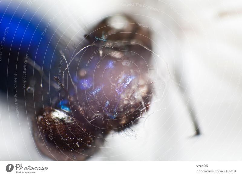 portrait Tier Insekt Kopf Facettenauge Auge blau glänzend Farbfoto Nahaufnahme Detailaufnahme Makroaufnahme Tierporträt Textfreiraum rechts