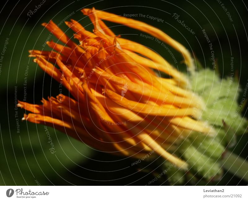 Makro: Ringelblume geschlossen/verblüht mehrfarbig eingegangen orange Makroaufnahme Nahaufnahme
