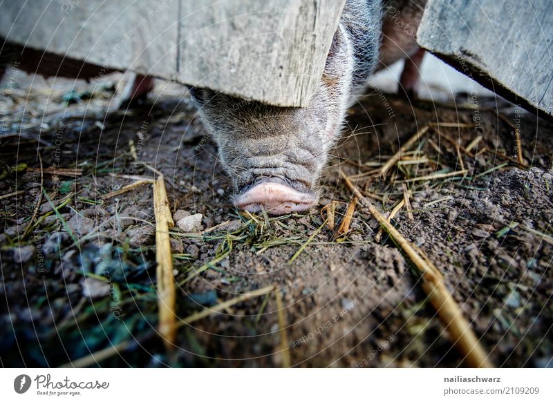Minischwein Sommer Landwirtschaft Forstwirtschaft Tier Haustier Nutztier Streichelzoo Schwein Rüssel 1 entdecken Fressen genießen dreckig Glück natürlich