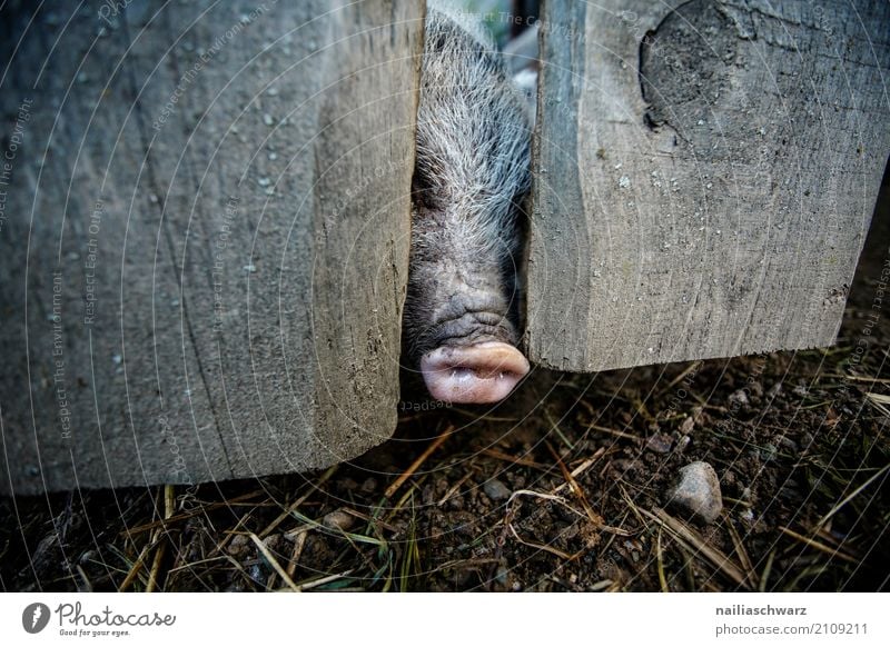 Minischwein am Zaun Sommer Umwelt Natur Landschaft Alpen Tier Haustier Nutztier Tiergesicht Schwein 1 Holz Schweinestall Stall beobachten Blick natürlich