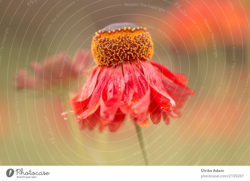 Die rote Sonnenbraut (Helenium) elegant Design harmonisch Erholung ruhig einrichten Dekoration & Verzierung Tapete Bild Poster Postkarte Natur Pflanze Sommer