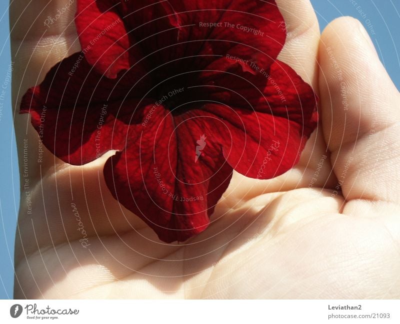 Fingerprints And Flowers Hand Frau Fingerabdruck Blume Blüte Pflanze rot intensiv Makroaufnahme Nahaufnahme Mensch Strukturen & Formen