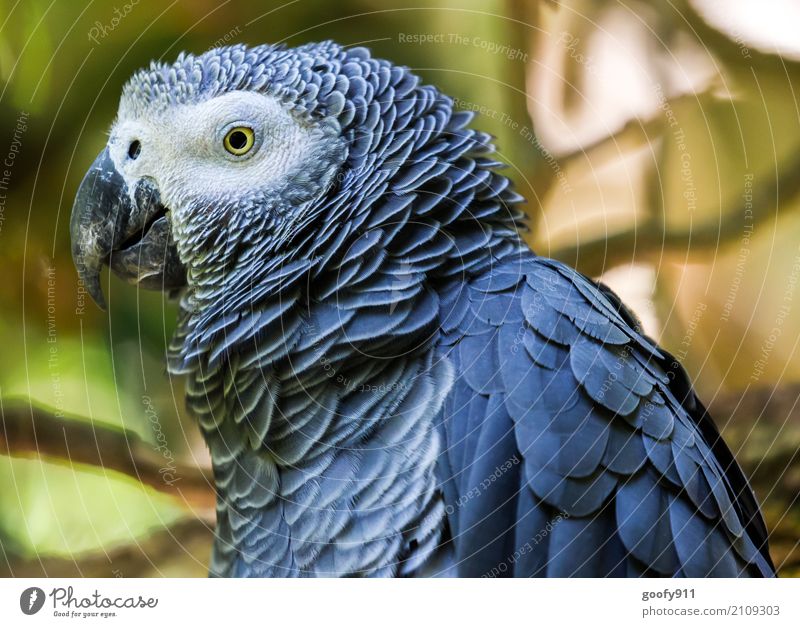 Seitenansicht!!!! Umwelt Natur Wald Urwald Südafrika Afrika Tier Wildtier Vogel Tiergesicht Flügel Zoo Papageienvogel 1 beobachten genießen