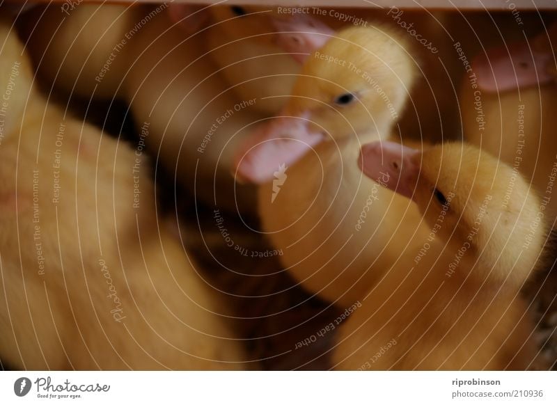 Wer ist hässlich, ich hässlich? Tier Nutztier Vogel Ente Schwarm Tierjunges kuschlig niedlich weich gelb gold Farbfoto Nahaufnahme Tierporträt
